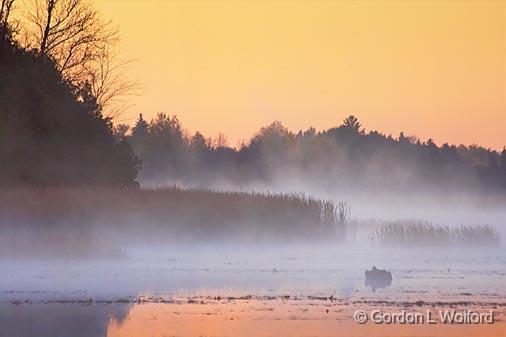 Sunrise River Mist_22942.jpg - Scugog River at sunrise. Photographed near Lindsay, Ontario Canada.